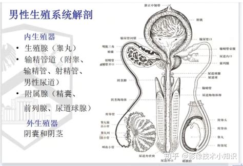 男性生殖器圖片